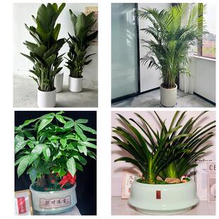 齐齐哈尔富裕克山拜泉讷河市同城绿植花卉送发财树绿萝柱公司开业