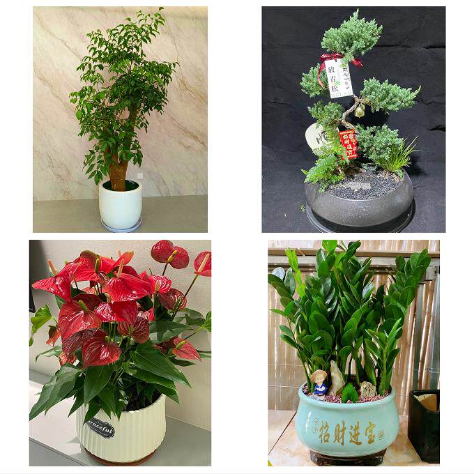 上海市奉贤区金汇四团青村镇同城花店乔迁入新居开业绿植送发财树