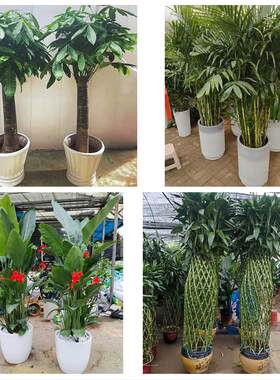 发财树绿萝柱送朋友公司开业送绵阳市北川县平武县江油市同城花店