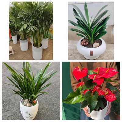 发财树绿萝柱送朋友公司开业鹤岗市东山兴山区萝北绥滨县同城花店