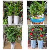 发财树招财树送朋友公司开业南京市玄武秦淮建邺区鼓楼区同城花店