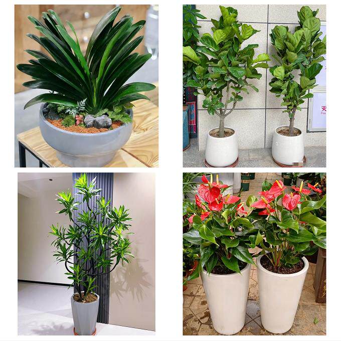 抚州市溪县资溪县东乡广昌县同城花店乔迁入新居开业绿植送发财树