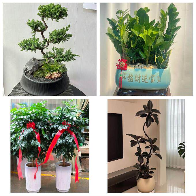 送内江市市中区东兴区威远县同城鲜花店配送开业绿植发财树天堂鸟