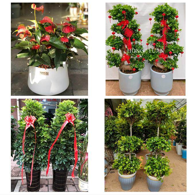送昆明市宜良县石林县嵩明县同城鲜花店配送开业绿植发财树天堂鸟