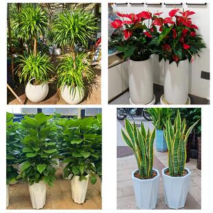 保定市蠡县顺平县博野县雄县同城绿植花卉送发财树绿萝柱公司开业