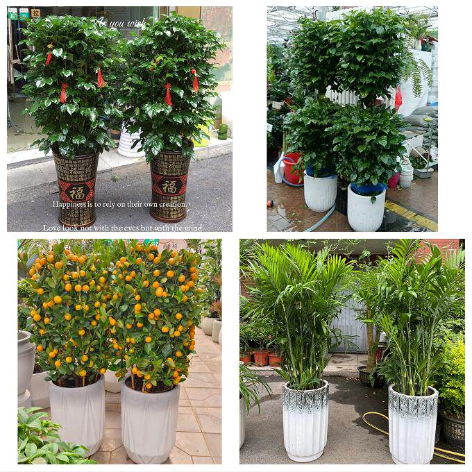 送武汉市武昌区青山区洪山区同城花店乔迁入新居开业绿植送发财树