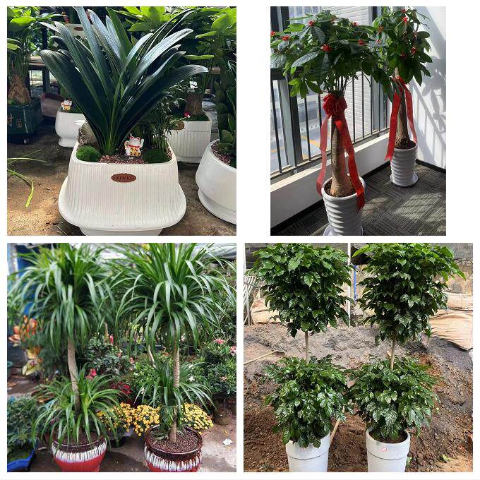 上海市青浦区朱家角练塘金泽同城花店金钱发财树乔迁开业绿植盆栽