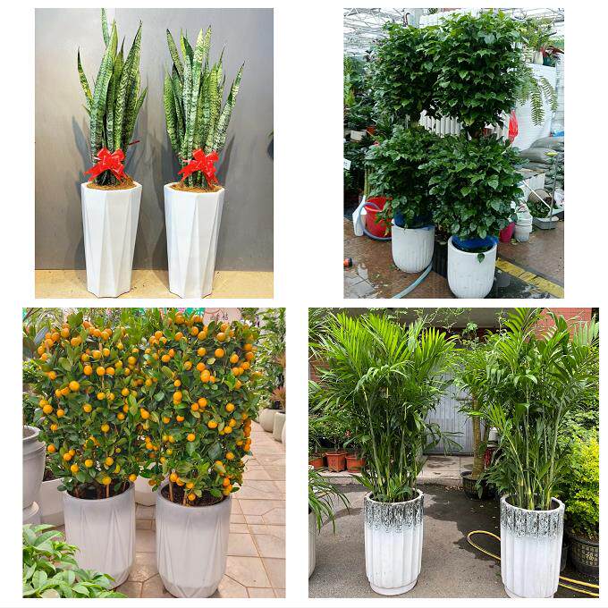 海口市秀英龙华琼山区美兰区同城花店乔迁入新居开业绿植送发财树