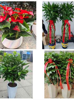 北京市东城东花龙潭体育馆路同城绿植花卉送发财树绿萝柱公司开业