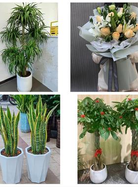 承德市双桥双滦鹰手营子矿区同城鲜花店配送开业绿植发财树天堂鸟