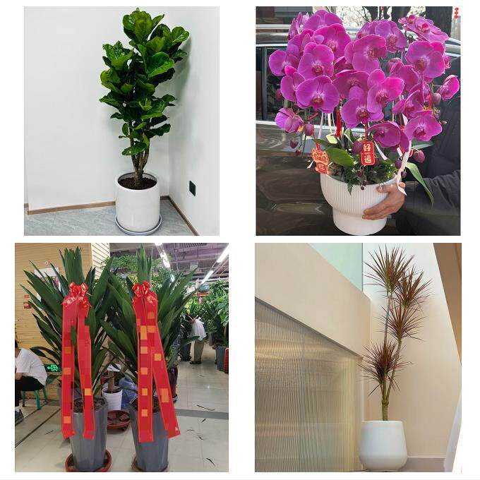 发财树招财树送朋友公司开业送昆明市禄劝县寻甸县安宁市同城花店