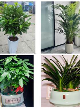 送镇江市京口区润州区丹徒区同城绿植花卉送发财树绿萝柱公司开业