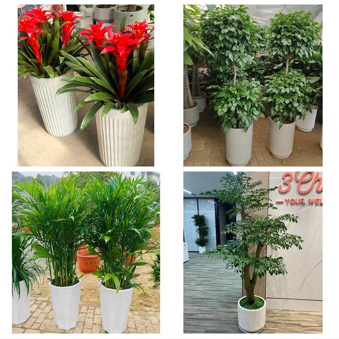 发财树招财树送朋友公司开业烟台市长岛县龙口莱阳莱州市同城花店