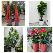 发财树招财树送朋友公司开业邢台市桥东桥西区邢台临城县同城花店