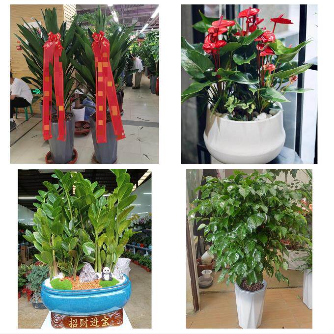 发财树招财树送朋友公司开业唐山市曹妃甸区遵化市迁安市同城花店