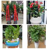 发财树招财树送朋友公司开业唐山市曹妃甸区遵化市迁安市同城花店