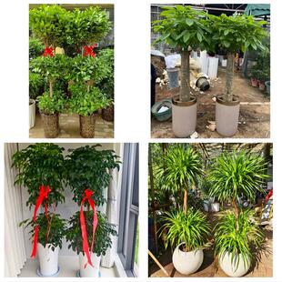 送濮阳市华龙区清丰县南乐县同城绿植花卉送发财树绿萝柱公司开业