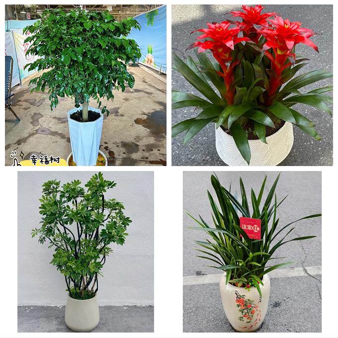 重庆市江津黔江区长寿合川区同城花店乔迁入新居开业绿植送发财树