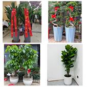 发财树招财树送朋友公司开业邯郸市邯山丛台复兴区肥乡区同城花店