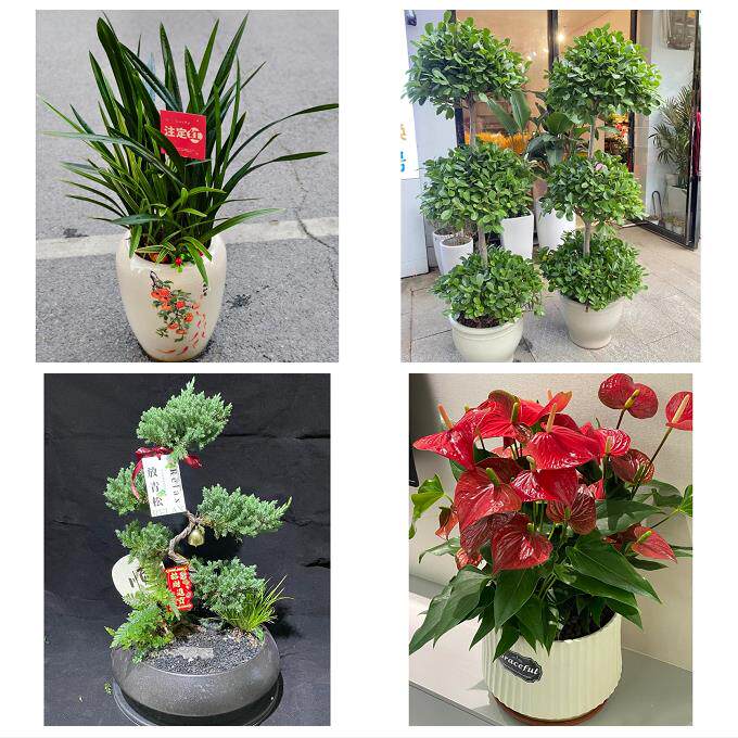 唐山市乐亭迁西玉田县唐海县同城花店乔迁入新居开业绿植送发财树