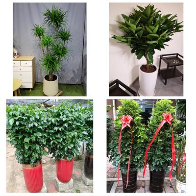 发财树招财树送朋友公司开业北京市西城区椿树陶然亭广内同城花店