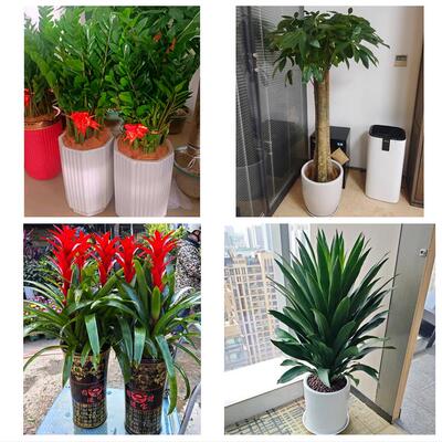 西安市新城碑林区莲湖灞桥区花店同城配送盆栽发财树开业入新居