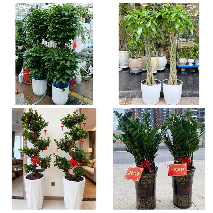 吉林昌邑龙潭船营丰满区永吉同城花店乔迁入新居开业绿植送发财树