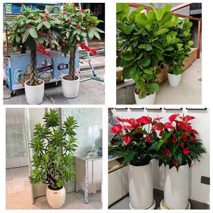 宜昌市西陵区伍家岗区点军区同城绿植花卉送发财树绿萝柱公司开业