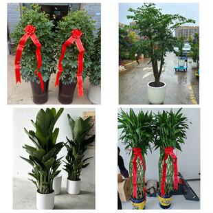 聊城东阿县冠县高唐县临清市同城绿植花卉送发财树绿萝柱公司开业