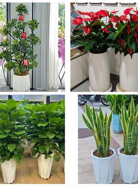 柳州市城中区鱼峰柳南柳北区同城绿植花卉送发财树绿萝柱公司开业