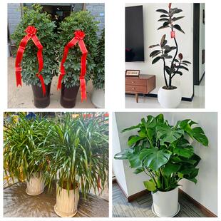 河南焦作市温县沁阳市孟州市同城绿植花卉送发财树绿萝柱公司开业