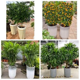 安阳汤阴县滑县内黄县林州市同城花店乔迁入新居开业绿植送发财树