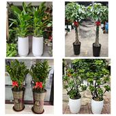 发财树招财树送朋友公司开业送苏州市姑苏区吴江区常熟市同城花店