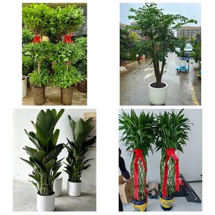 南阳市宛城卧龙区南召方城县同城绿植花卉送发财树绿萝柱公司开业