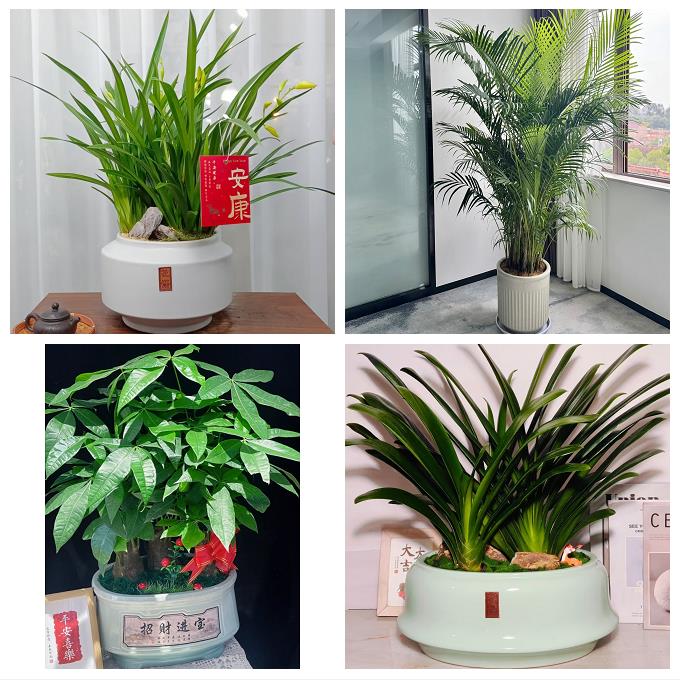 送昆明市宜良县石林县嵩明县同城绿植花卉送发财树绿萝柱公司开业