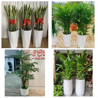 发财树招财树送朋友公司开业黔东南州施秉三穗岑巩天柱县同城花店