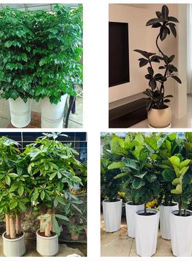 荆门东宝掇刀区京山沙洋钟祥同城鲜花店配送开业绿植发财树天堂鸟