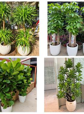 保定市唐县高阳容城县涞源县同城绿植花卉送发财树绿萝柱公司开业