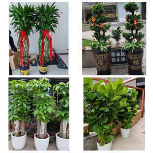 送徐州市泉山区铜山区邳州市同城绿植花卉送发财树绿萝柱公司开业