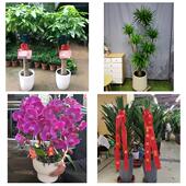 发财树招财树送朋友公司开业运城稷山新绛垣曲县绛县夏县同城花店