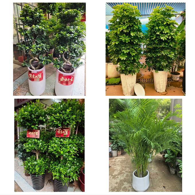 发财树鸭掌木朋友公司开业北京朝阳三里屯左家庄香河园同城花卉店