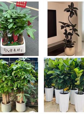 郑州市中原区二七管城金水区同城鲜花店配送开业绿植发财树天堂鸟