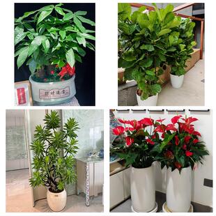 重庆市潼南荣昌区梁平城口县同城绿植花卉送发财树绿萝柱公司开业