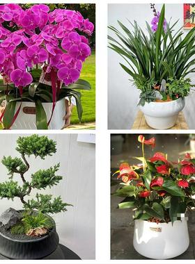 太原市清徐阳曲娄烦县古交市同城鲜花店配送开业绿植发财树天堂鸟