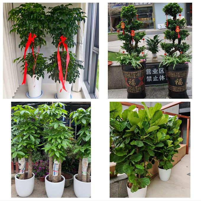 唐山市路南路北古冶区开平区同城绿植花卉送发财树绿萝柱公司开业