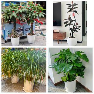 送宜昌市兴山县秭归县长阳县同城绿植花卉送发财树绿萝柱公司开业