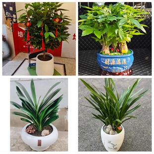 发财树绿萝柱送朋友公司开业送扬州市广陵区邗江区江都区同城花店