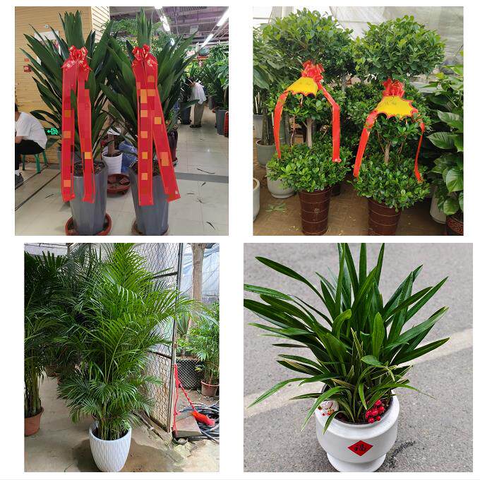 发财树招财树送朋友公司开业唐山市路南路北古冶区开平区同城花店