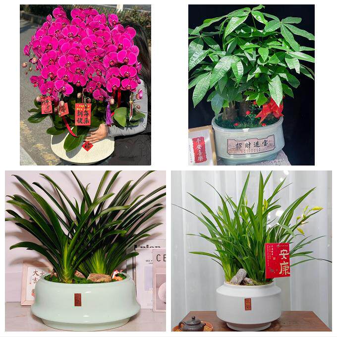 三明市梅列三元区明溪清流县同城绿植花卉送发财树绿萝柱公司开业