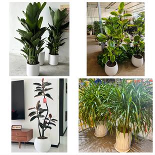 上海市松江区中山泗泾佘山镇同城绿植花卉送发财树绿萝柱公司开业